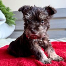 Kelly - Liver female Miniature Schnauzer puppy in La Mirada, California from SchnauzersRus