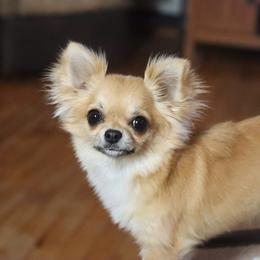 Chihuahua Puppies from Strawberry River Kennel