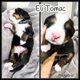Bernese Mountain Dog Puppies from Red Bridge Berners