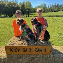 Wirehaired Pointing Griffon Puppies from VC Studs / Sugar Pine Griffon Puppies