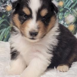 Zoe - Black white and tan male Shetland Sheepdog puppy in Conway, Missouri from Brooks's little darlings