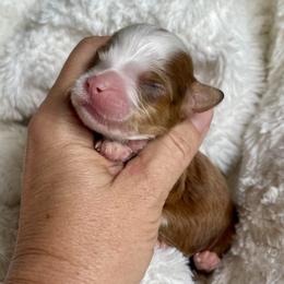 Girl 4 - Tri-color female Bernedoodle puppy in Superior, Arizona from Mountain Bridge Doodles