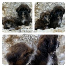 Rose - Red female Shih Tzu puppy in Maize, Kansas from Air Capital Shih Tzu Puppies