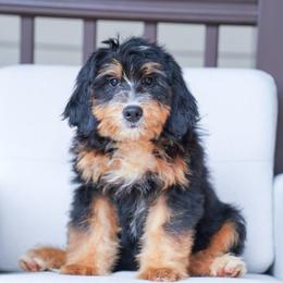 Barbie (socialization program grad) - Tri-color female Bernedoodle puppy in Dundee, Ohio from Down Home Doodle