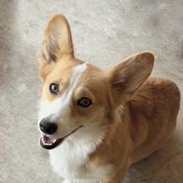 Betty - Pembroke Welsh Corgi