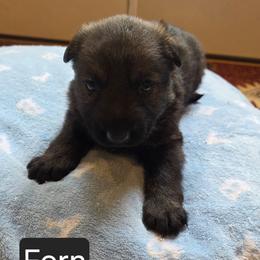 Fern - Sable female German Shepherd puppy in Cave City, Arkansas from Bayou Valley Shepherds and American Hunt Terriers