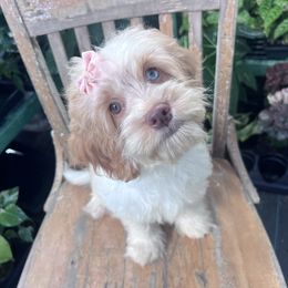 Clementine - with training - Red roan female Cockapoo puppy in Boonville, North Carolina from Doods & Dolls