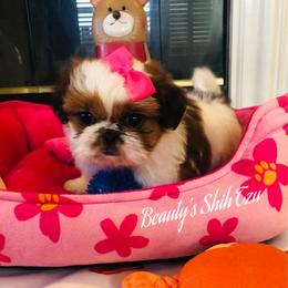 Lainey- Red and white - Red and white female Shih Tzu puppy in Manteca, California from Beauty's Shih Tzu (California)