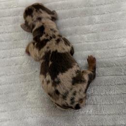 Chestnut - Dapple male Dachshund puppy in Live Oak, Florida from Johnson’s Weiner Farm