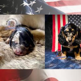 Dachshund Puppies from Always Faithful Dachshunds