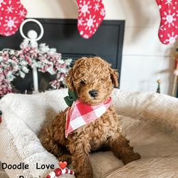 Post Malone - Red  male Goldendoodle puppy in Utah from Doodle Love ❤️ Goldendoodle puppies