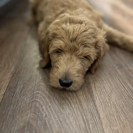 Red - Red  male Goldendoodle puppy in Newnan, Georgia from Old Line Doodles