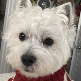 Mr. Westin - West Highland White Terrier