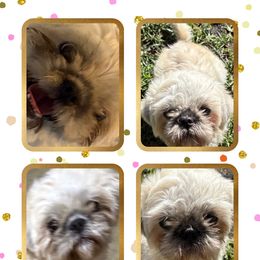 Shih Tzu Puppies from Shih-tzu Dynasty