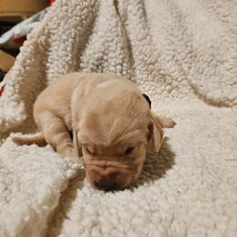 Simon - Yellow male Labrador Retriever puppy in Davenport, Washington from LynnDee's Kennel