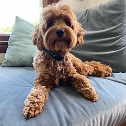 Goldendoodle All Grown Up from NY Dandy Doodles