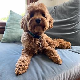 Goldendoodle All Grown Up from NY Dandy Doodles