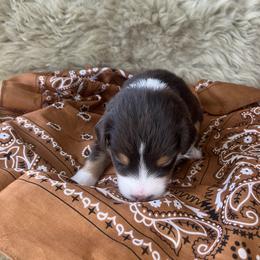 Bumble Bee- Yellow Collar- NBT - Red tri-color female Australian Shepherd puppy in Newport, Rhode Island from Wildlings Australian Shepherds