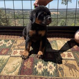 Green boy - Black and mahogany male Rottweiler puppy in Grass Valley, California from Vom Haus Flores