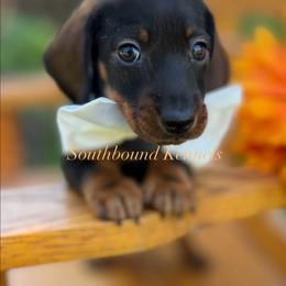Easton - Wild boar male Dachshund puppy in Leoma, Tennessee from Southbound Kennel