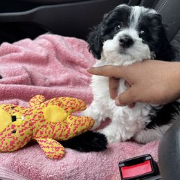 Maltipoo Puppies from Awwws-n-Pawws