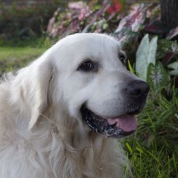 Golden Retrievers from Lagniappe Goldens