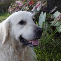 Golden Retrievers from Lagniappe Goldens