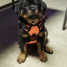 Rottweiler Puppies from Von Der Hing Rottweilers