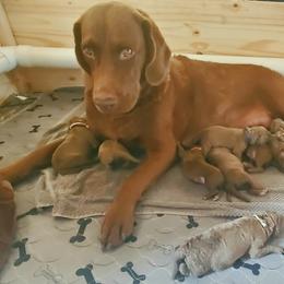 Chesapeake Bay Retriever Puppies from Shore Acres Chesapeakes