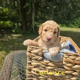 Cadence - Apricot female Goldendoodle puppy in Sanderson, Florida from Serenity Goldendoodles