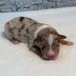 Valentino - Blue merle male Miniature Australian Shepherd puppy in Midway, Texas from L Bar W Aussie Ranch