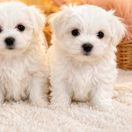 Maltese from Maltese DFW