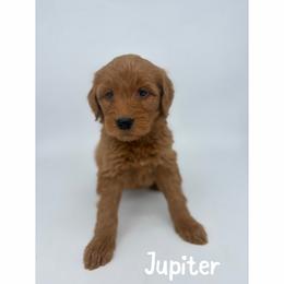 Jupiter - Red  female Goldendoodle puppy in Smithfield, Kentucky from KBK9 Kennels