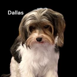 Dallas - Biewer Terrier