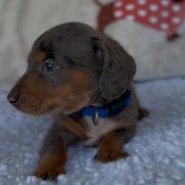 Boy 4 - Dapple male Dachshund puppy in Bakersfield, California from KC Doxies