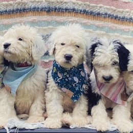 Bernedoodles, Goldendoodles, and Sheepadoodles from Doodles in PA