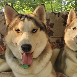 Siberian Huskies from Bonnie Underwood