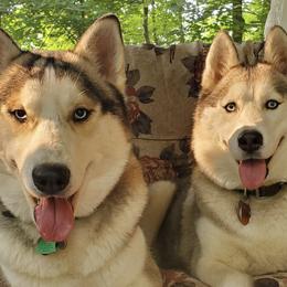 Siberian Huskies from Bonnie Underwood