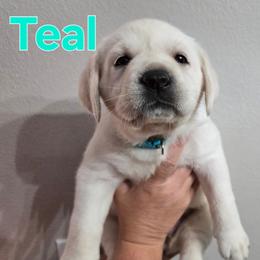 Teal Collar - Yellow female Labrador Retriever puppy in Myakka City, Florida from Hearing Hearts Labradors