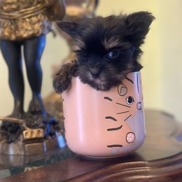 Pomeranian and Yorkshire Terrier Puppies from Dreaming Puppies