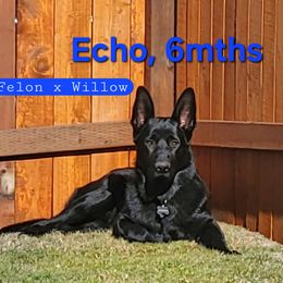 Nixie brother - Black male German Shepherd puppy in Roy, Washington from Diwaids Working German Shepherd Dogs