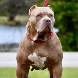 Vuitton  - American Bully