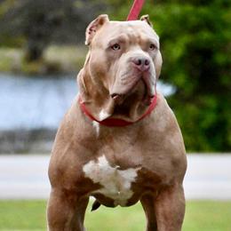 Vuitton  - American Bully
