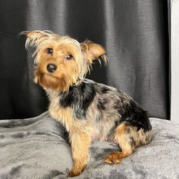 Diamond - Yorkshire Terrier