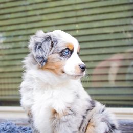 Miniature Australian Shepherd Puppies from Bishop Aussies