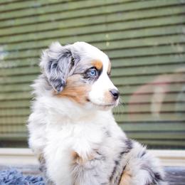 Miniature Australian Shepherd Puppies from Bishop Aussies