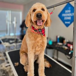 Ellie - Goldendoodle