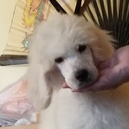 Poodle Puppies from Standard Hearts