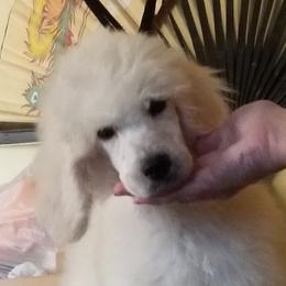 Poodle Puppies from Standard Hearts