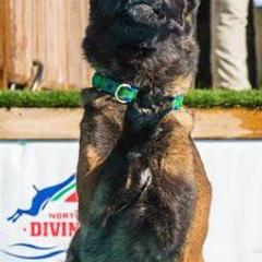 Belgian Malinois and German Shepherds from Debby Sundstrom